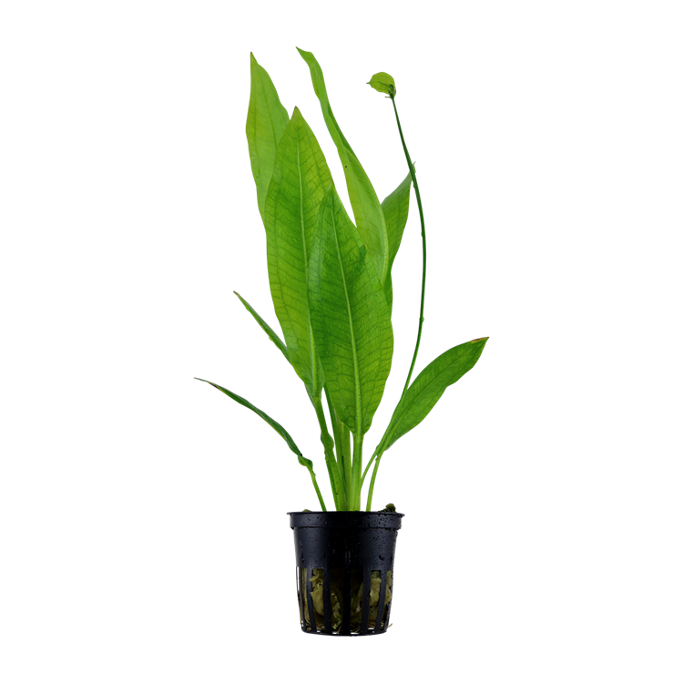 Tropica Echinodorus bleheri - imagine 5